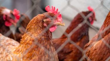 Gripe aviar: Confirmaron tres nuevos casos y suman 42 los contagios en el país