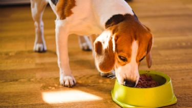 Estas son las cosas que los perros no pueden comer
