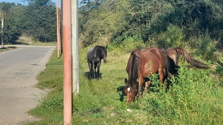 Secuestraron tres caballos sueltos en Altos del Valle