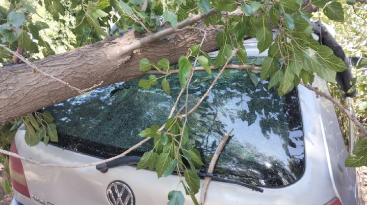 Se les cayó un árbol sobre el auto y se salvaron de milagro