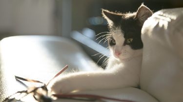 Los gatos: elegantes y flexibles, diseñados para ser depredadores perfectos