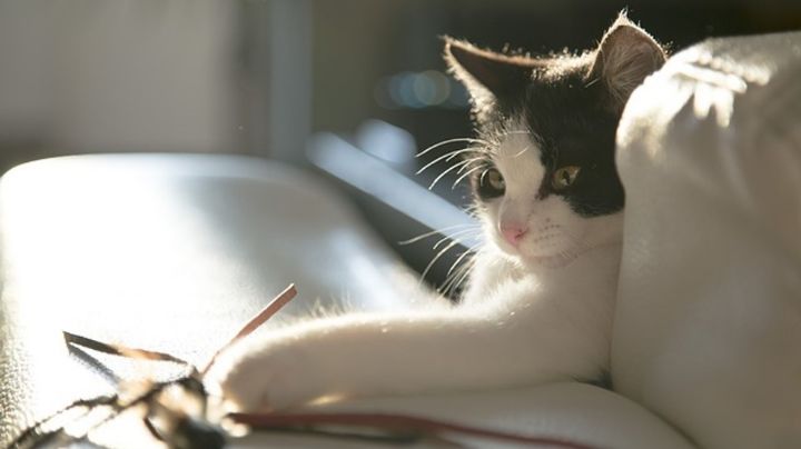 Los gatos: elegantes y flexibles, diseñados para ser depredadores perfectos