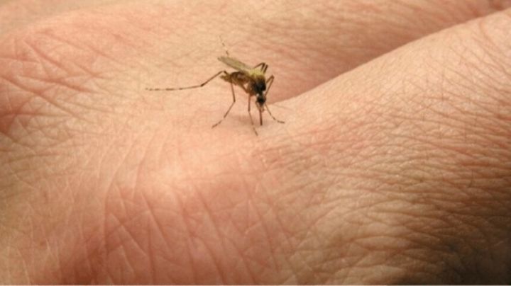 Reportan 10 nuevos casos de dengue en la ciudad de Córdoba
