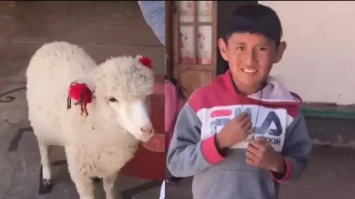 Llevó a su oveja a la escuela para que no estuviera sola en casa