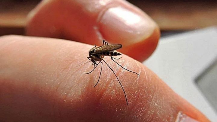 Detectaron varios casos de dengue en el Valle de Punilla