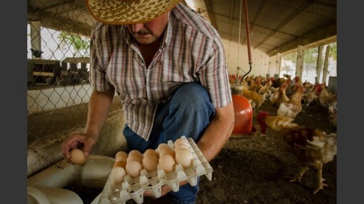 Argentina retomará el comercio de ovoproductos secos con Japón