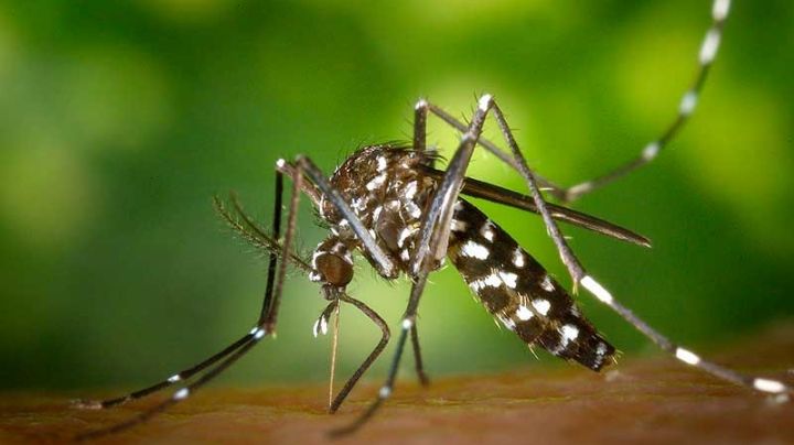 Se suman 500 nuevos casos de dengue en Córdoba y el interior provincial