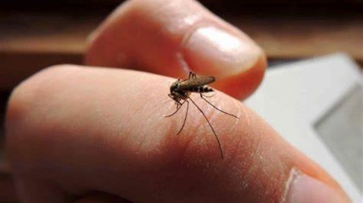 El factor inesperado que disparó los casos de dengue