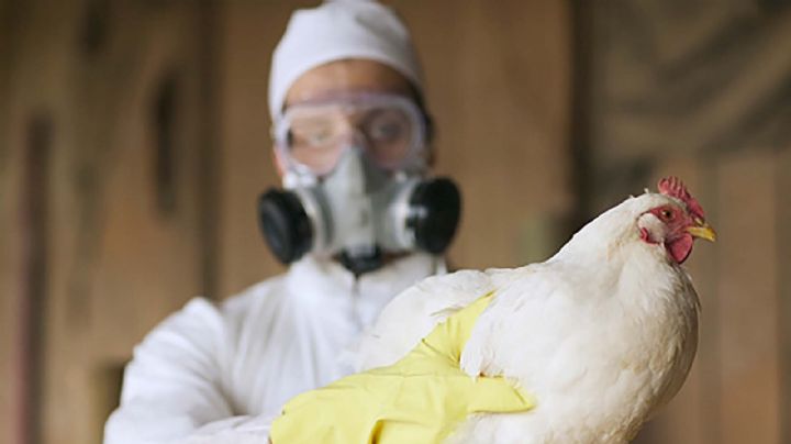 Gripe aviar: cómo se contagia y cuál es el riesgo real para los humanos