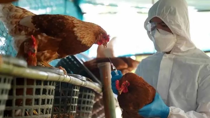 Por segundo día consecutivo no se registraron casos de gripe aviar en el país
