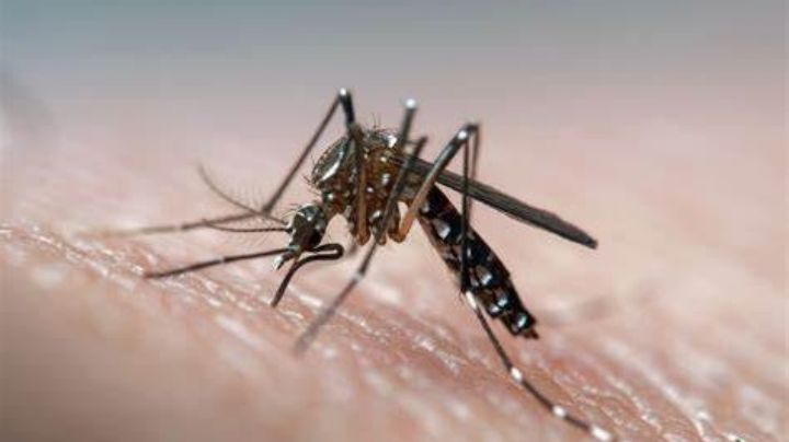 ¿Cómo podemos distinguir el dengue de la gripe?