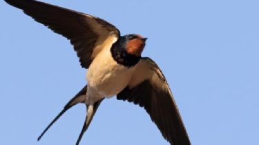 Golondrinas: las aves que viajan miles de kilómetros y vuelven al mismo nido