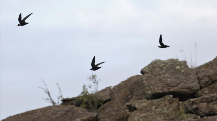 Un vuelo por el cielo de Tanti