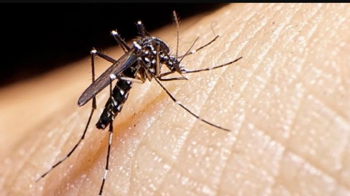 Dengue: ANMAT aprobó el uso de una vacuna, ¿quiénes se la podrán aplicar?