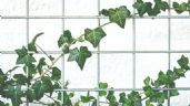 La planta trepadora que recomienda la NASA para purificar el aire de tu habitación