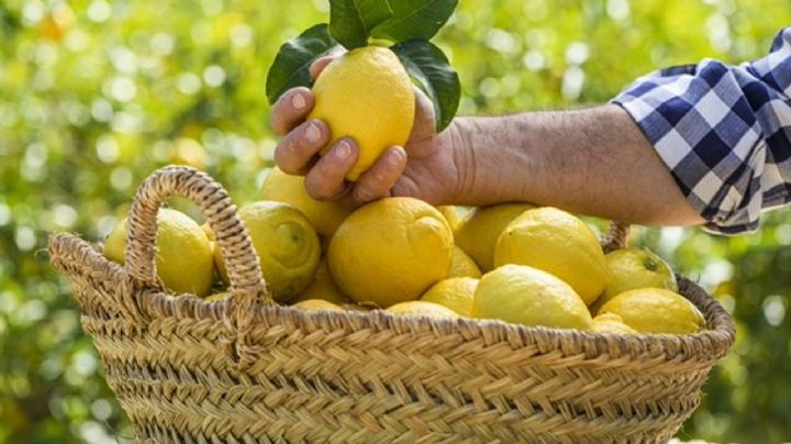 Las propiedades y beneficios para la salud del limón