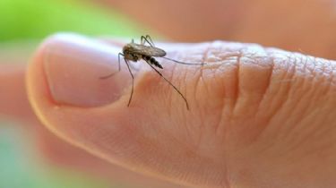 El cambio climático empeoró el brote de dengue y chikungunya, según la OMS