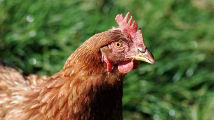 Confirman seis nuevos casos de gripe aviar en el país durante la última semana