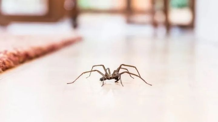Arañas: ¿Qué significa cuando ingresan al hogar?