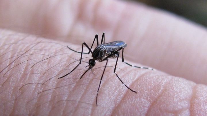 Dengue: se consolida la tendencia al descenso de casos