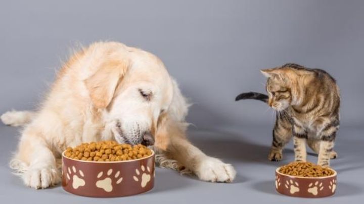 ¿Porqué no debemos darle de comer comida de perro a los gatos y viceversa?