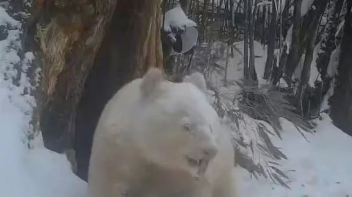 Filmaron al único oso panda albino del mundo hallado en la naturaleza