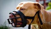 "Huella Animal": la app en la que podés reportar y registrar a perros peligrosos