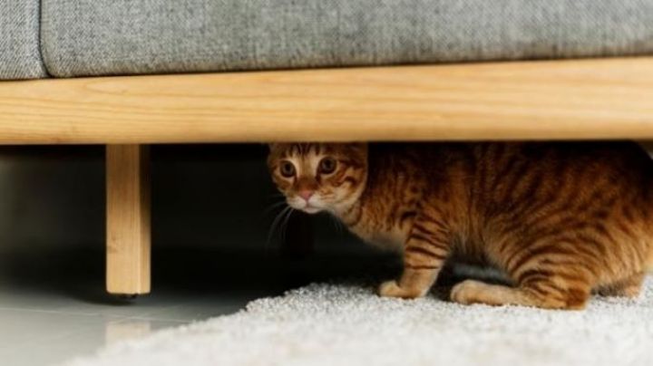 Las 10 cosas que los gatos más temen