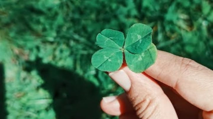 Un amuleto de buena suerte: qué significa el trébol de cuatro hojas