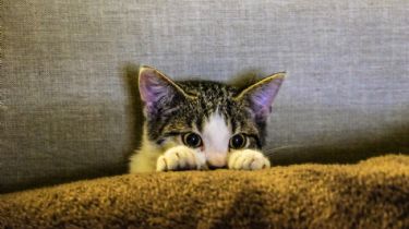 Las 5 cosas que más asustan a los gatos