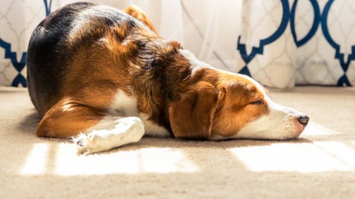 ¿Por qué los perros disfrutan echarse al sol?