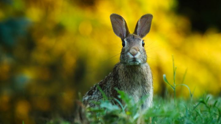 Los signos que más se benefician en este Año del Conejo
