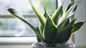 Las plantas que atraen mala suerte y debes evitar tenerlas en tu hogar