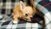Perros Chihuahua: tamaño compacto y personalidad