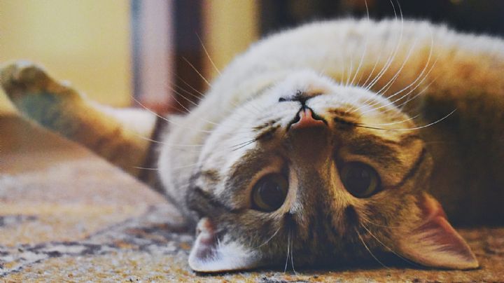 Los síntomas que indican que nuestro gato está enfermo