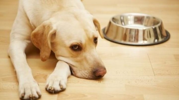 ¿Cuántos días puede estar un perro sin comer?