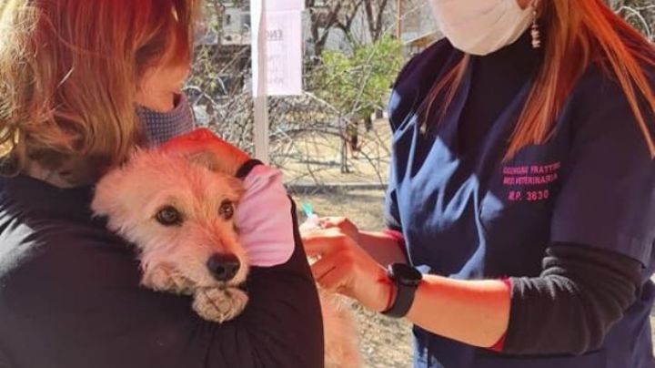 Arrancó la campaña de vacunación antirrábica en la ciudad