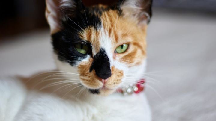Porqué la mayoría de los gatos tricolores son hembras