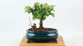 Paso a paso: cómo convertir tu árbol de jade en un bonito bonsái