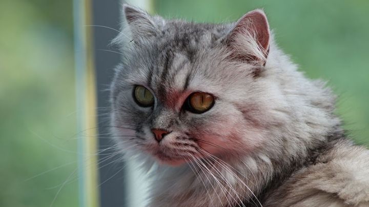 Gato Persa: belleza y elegancia felina