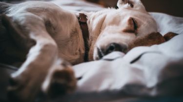 Qué sueñan los perros cuando duermen