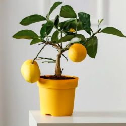 Imperdible para el jardín: Cómo plantar un limonero en una maceta