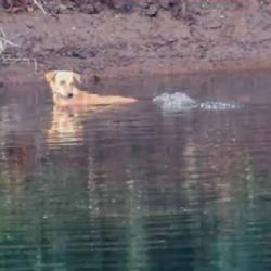 Insólito: cocodrilos ayudaron a un perro a escapar en río peligroso