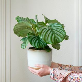 Calathea: disfruta de una planta tropical en el interior de tu hogar