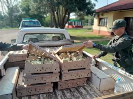 Decomisan 1.500 pollitos que traían de Brasil