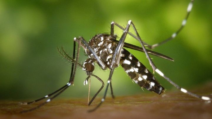 Presentaron en la Universidad de Córdoba la vacuna contra el dengue
