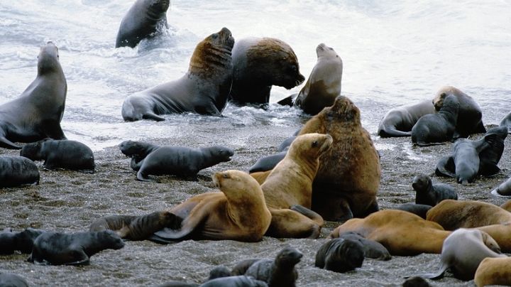 En el último mes, murieron 230 lobos marinos en Argentina por la gripe aviar