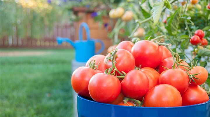Estos son los beneficios que brinda el tomate a tu salud