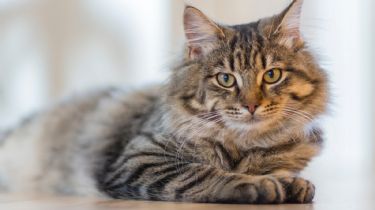 Las ocho etapas de crecimiento de tu gato que debes conocer