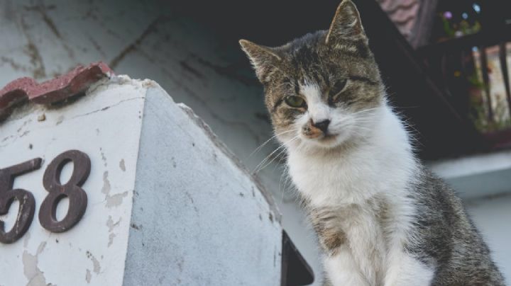 ¿Por qué algunos gatos abandonan a sus dueños?